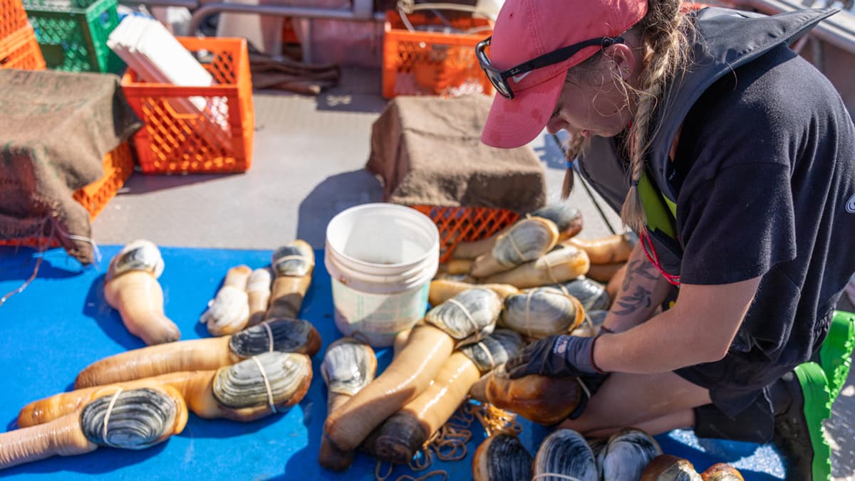 Your Nation’s Table: Geoduck